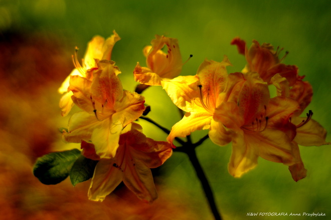 * azalia japońska (Rhododendron japonicum)