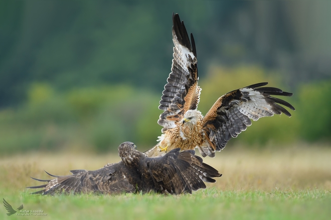Kania Ruda, Red Kite (Milvus milvus) vs Myszoł&oacute;w, Common Buzzard (Buteo buteo) ... 2018r