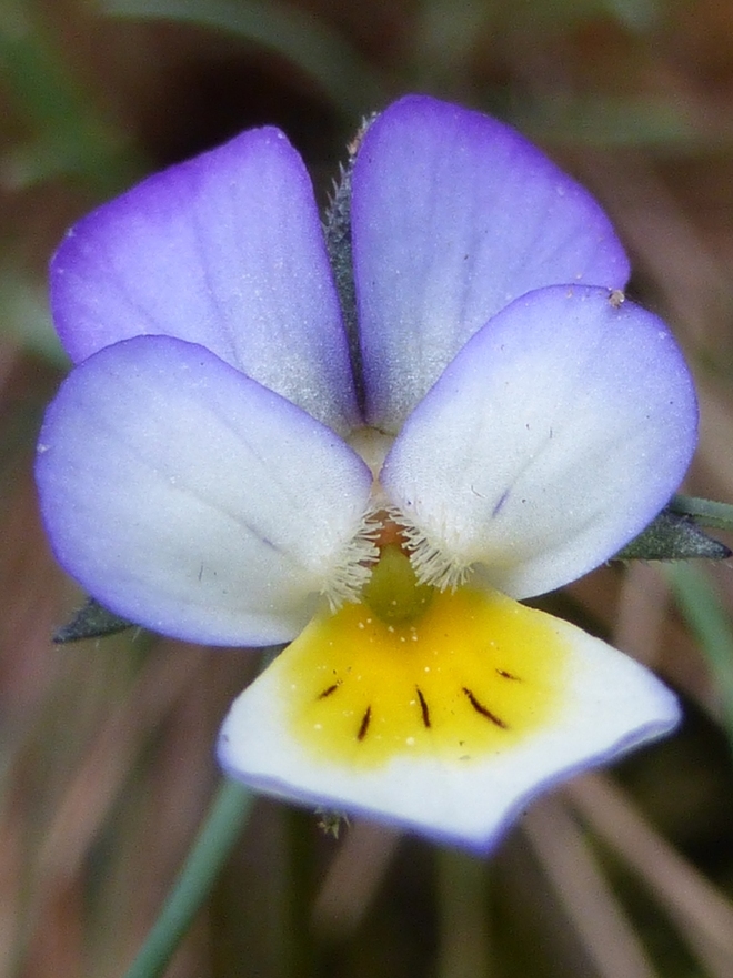 Kwiaty polne-Fiołek tr&oacute;jbarwny
