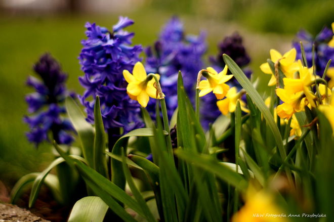 * żonkil (Narcissus jonquilla L.), hiacynt (Hyacinthus L.)  