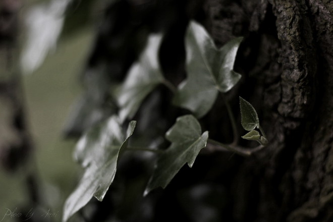 Dark ivy...