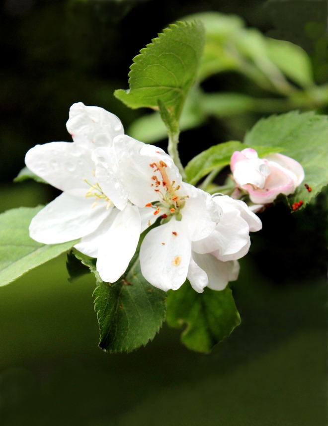 kwiat jabłoni