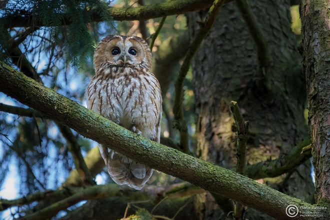 Puszczyk, Tawny Owl (Strix aluco) ... 2016r