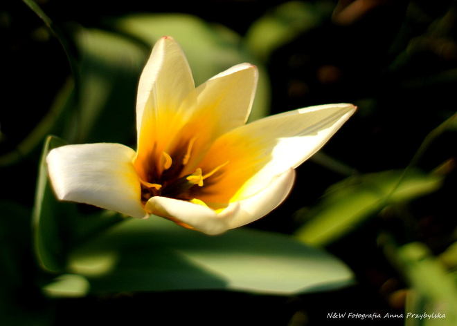 * tulipan (Tulipa L.)
