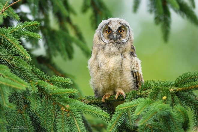 Młoda Uszatka, Long-eared Owl (Asio otus) ... 2018r