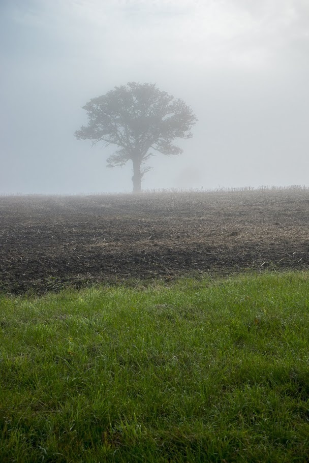 Drzewko we mgle