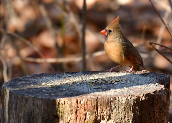  Northern Cardinal  female