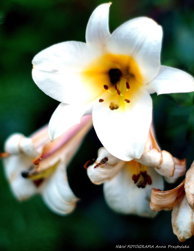 * lilia ( Lilium L.)