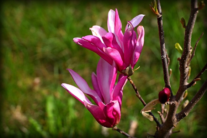 Moja dzisiejsza magnolia :)