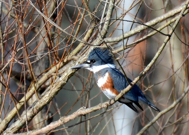 BELTED KINGFISHER (1)