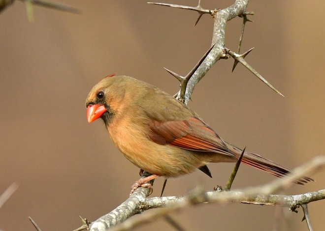  Northern Cardinal  Female