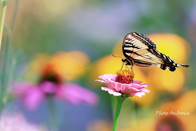 The eastern tiger swallowtail ( Papilio glaucus)
