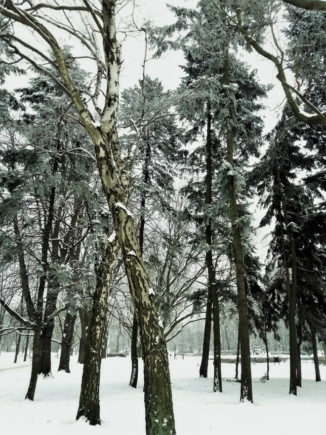 Zima w Parku Staromiejskim w Łodzi