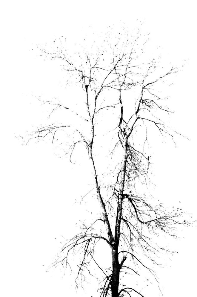jesienne drzewo w wersji cz-b