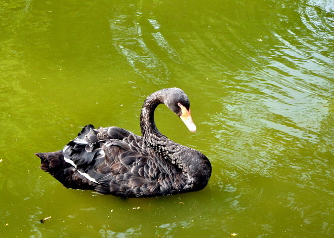 Black swan  (4)