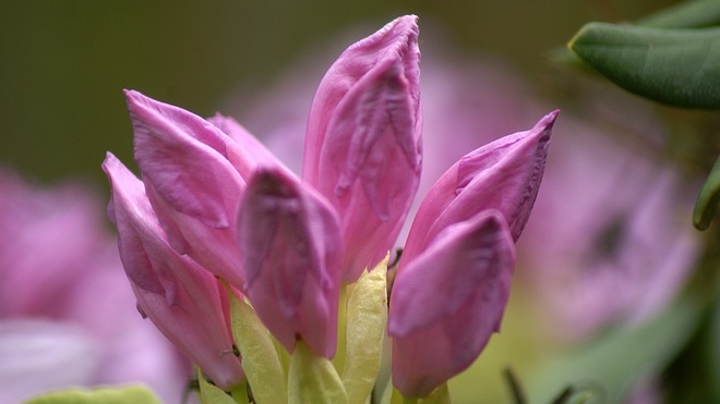 Intymność rododendrona