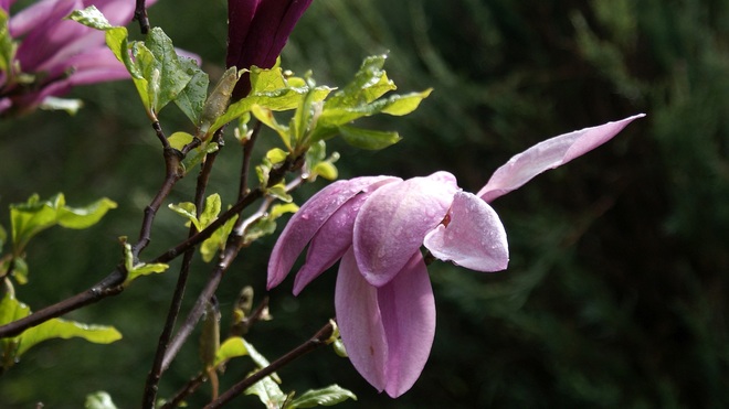 Magnolia w majowym deszczu