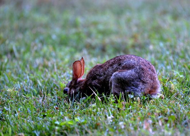 Rabbit na sniadanku