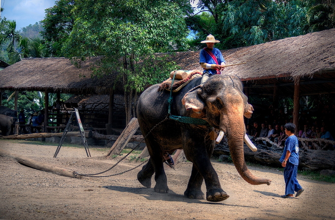 Tajska szkoła dla słoni