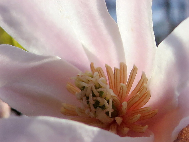 Serce magnolii