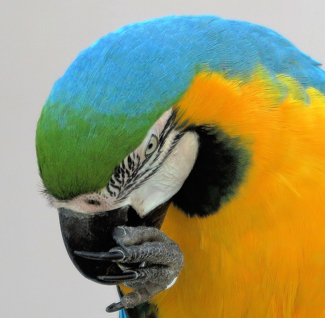 Papuga 