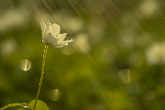 Zawilec podczas wiosennego deszczu