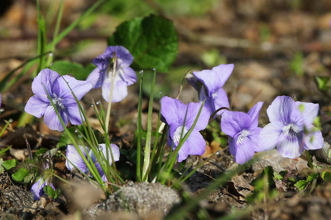 Viola silvestris - fiołek leśny