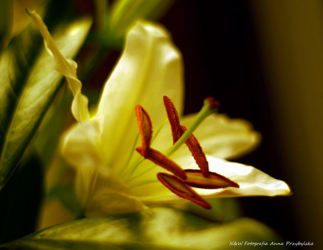 * lilia (Lilium L.)