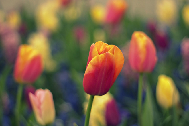 dołączam do miłośnik&oacute;w tulipan&oacute;w :)