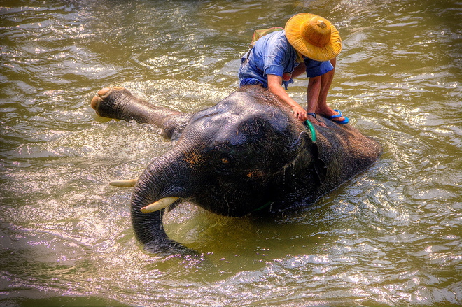 Wykąpać słonia /Tajlandia/
