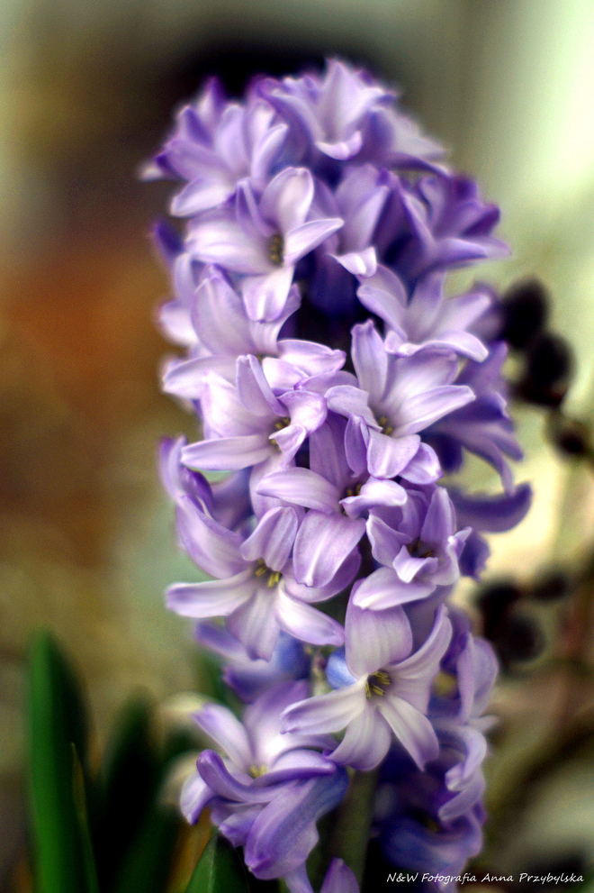 * hiacynt (Hyacinthus L.)