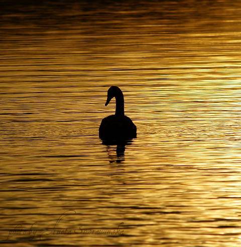 swan in golden water