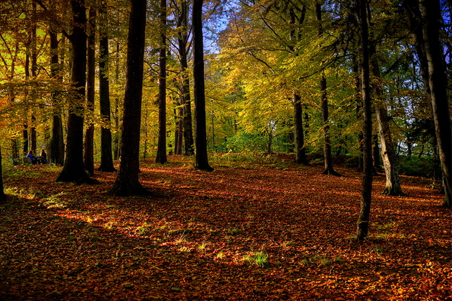 Las jesienią malowany