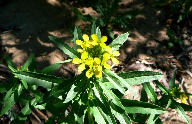 Kwiaty polne-Pszonak jastrzębcolistny