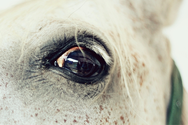 Oko konia.