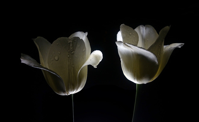 tulipany by night