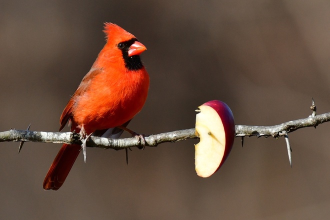 Northern Cardinal - male