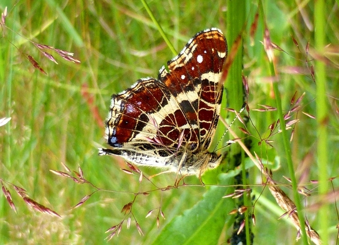 Motyl rusałka kratnik