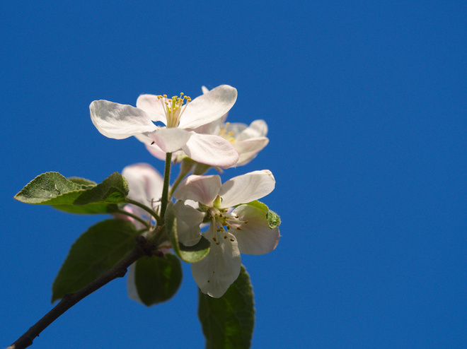 kwiat jabłoni pod błękitem