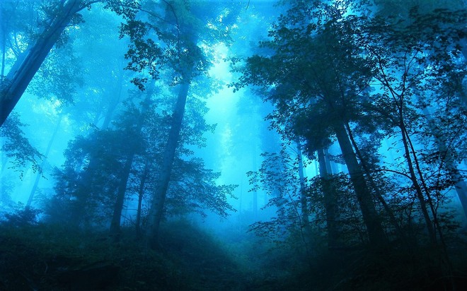 Błękitny las