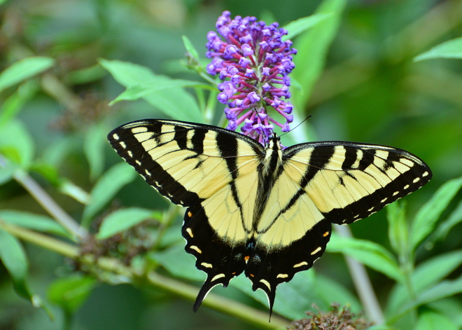  Papilio glaucus- male