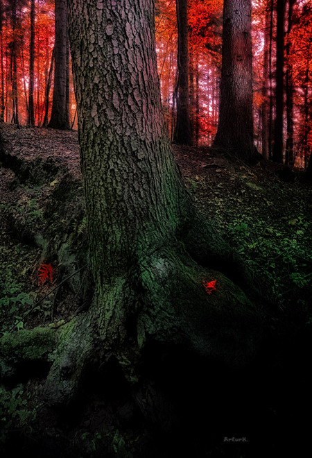 Tajemniczy czerwony las