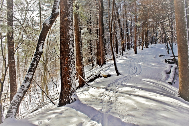 zimowy spacer po lesie :)