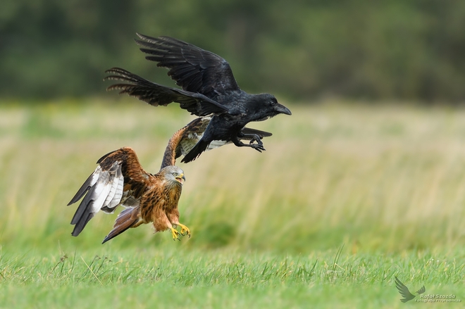 Kania Ruda, Red Kite (Milvus milvus) vs Kruk, Common Raven (Corvus corax) ... 2017r