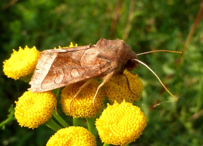 Motyl hydraecia micacea