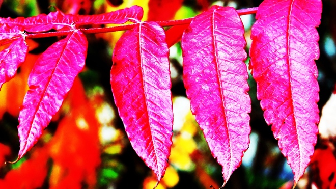 Barwy jesieni 2