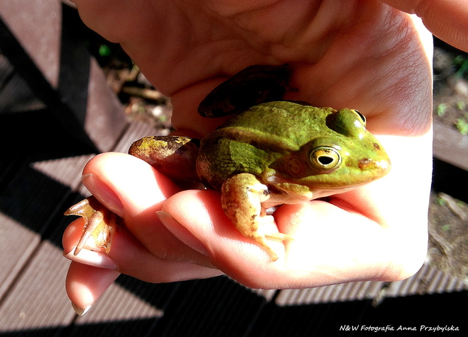 * żaby zielone (Rana esculenta complex)
