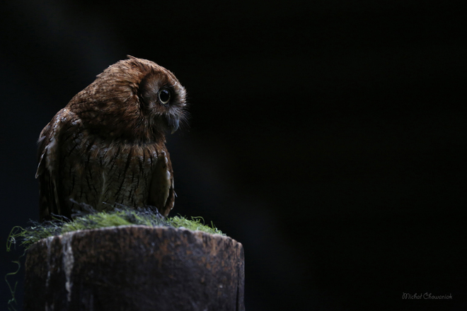Sowa w Scottish Owl Centre