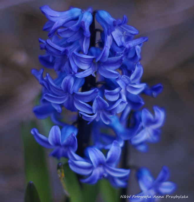 * hiacynt (Hyacinthus L.)