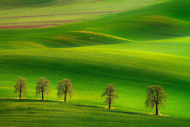Fields of the Green Velvet